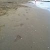 Italien Album